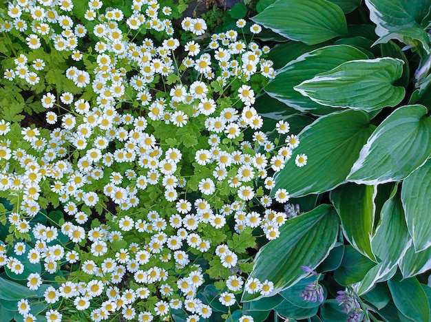 Fotos von Kamillenblüten und großen grünen Blättern Draufsicht für den Hintergrund