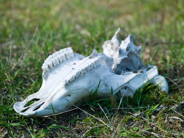 Fotos von Tierknochen, die auf dem Gras liegen