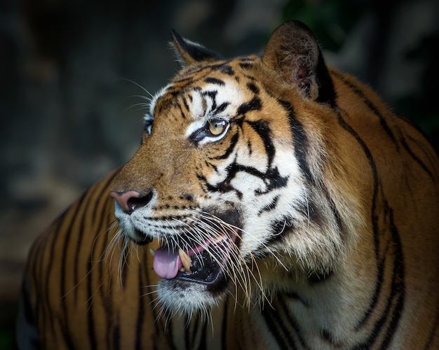 Foto fotos von tiger natürlich.