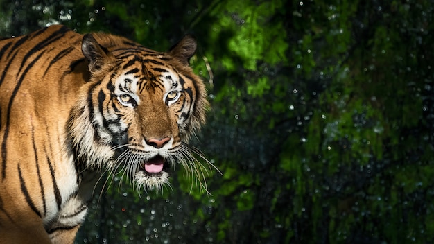 Fotos von Tiger natürlich.