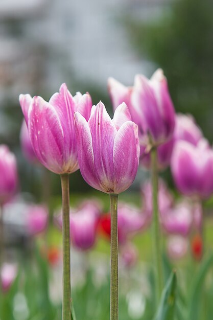 Fotos von Vorfrühlingsblumen von Tulpen verschiedener Sorten und Farben