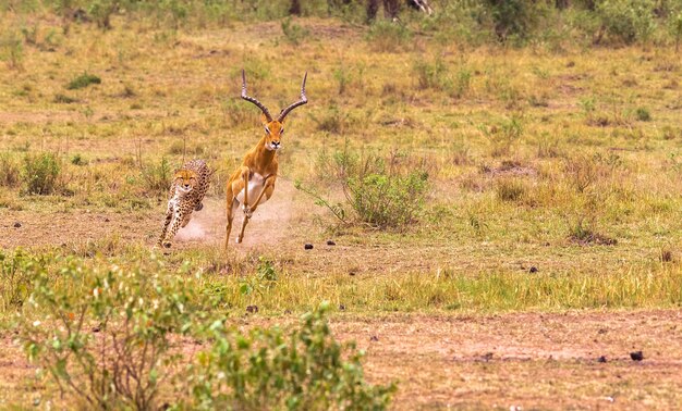 Fotoserie Gepardenjagd auf großen Impala