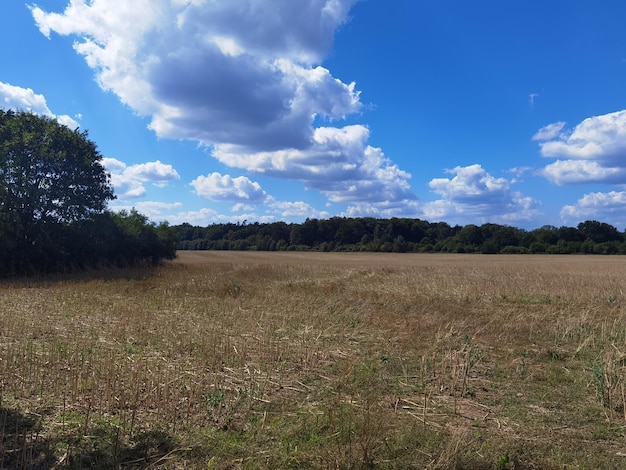 Fotoshootings eines Feldes im Sommer in Norddeutschland