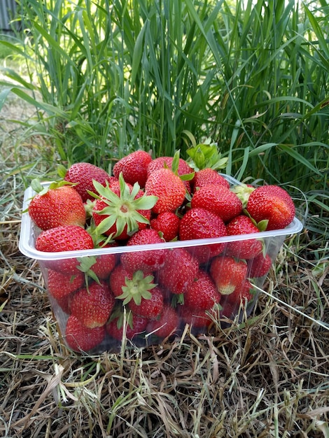 Fototablett mit Erdbeeren