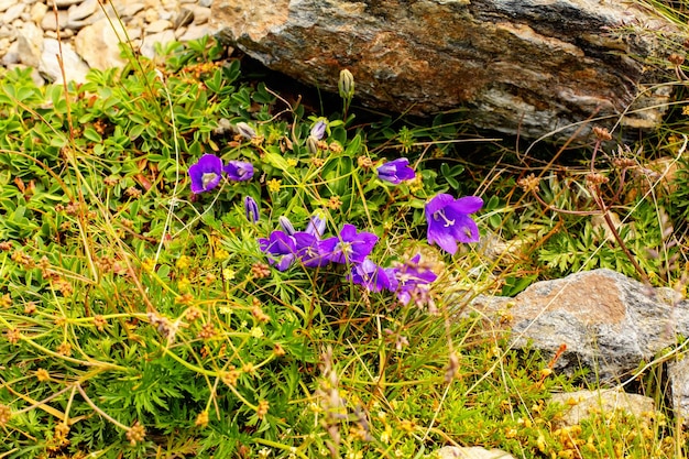 fototapete ein busch aus lila blumen, die allein zwischen felsen und berggras wachsen