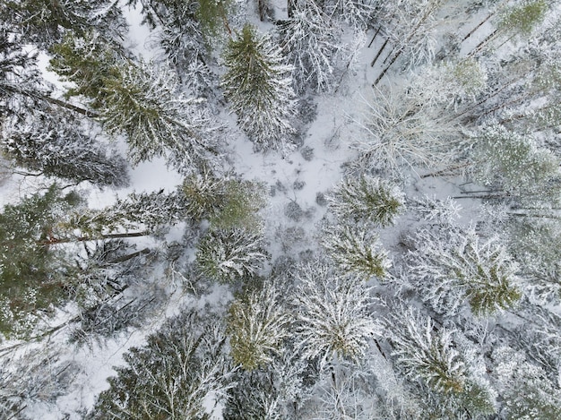 Fototextur eines winterlichen Fichtenwaldfotos von einer Drohne