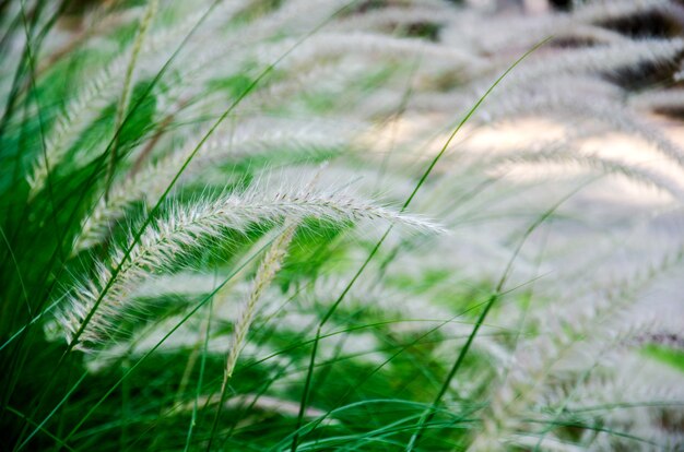 Foto fountain grass. pennisetum setaceum (forssk.) en la mañana