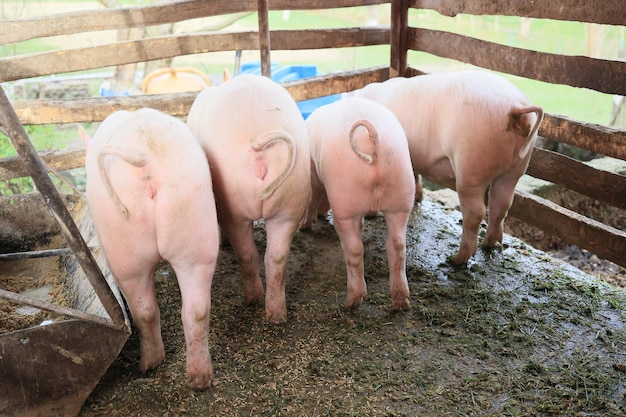 Foto four pigs are eating in a pen