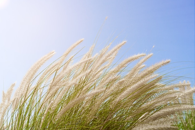 Fourtain grass en el cielo azul del agente de la naturaleza