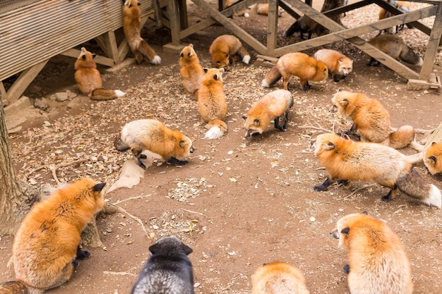 Fox comiendo al aire libre