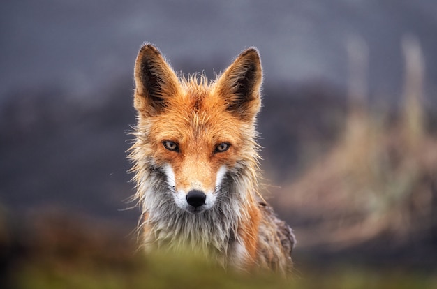 Fox em estado selvagem close-up. raposa vermelha na península de kamchatka, rússia