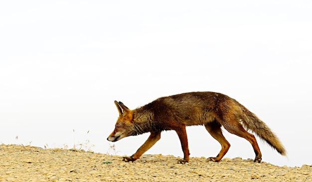 Fox farejando em plena liberdade, desconfiado e astuto.