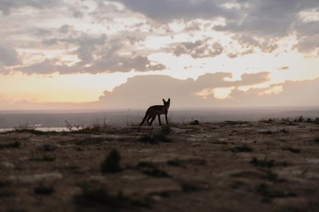 Fox en el fondo del cielo del atardecer