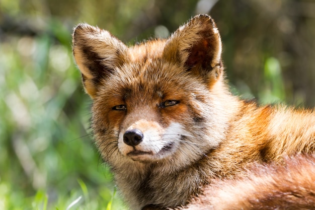 Foto fox kopf