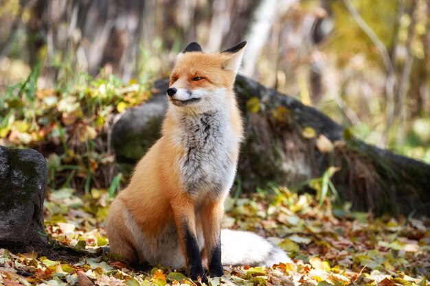 Fox mirando a través de los árboles en el bosque místico en otoño.