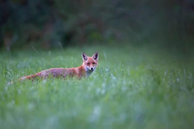 Fox en la naturaleza