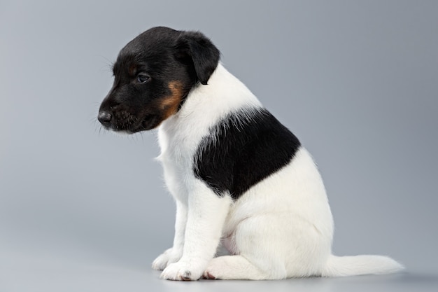 Fox terrier liso