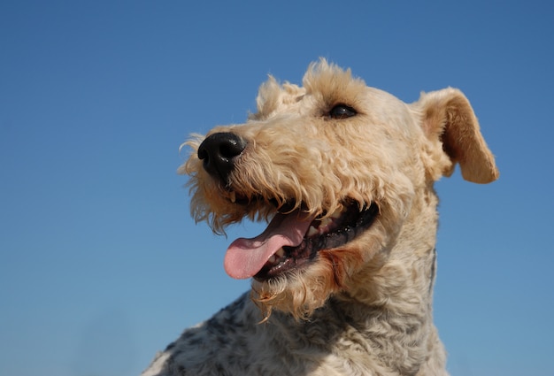 Fox terrier