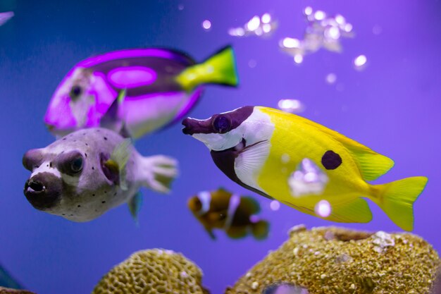 Foxface rabbitfish no oceano da tailândia