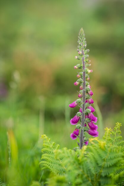 Foxglove flor que crece en una pradera