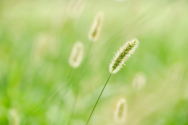 Foxtail em fundo verde close-up de pequenas gramíneas no campo agricultura campo fazenda plantas