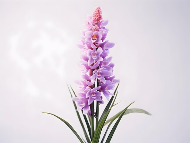 Foxtail-Orchideeblume im Studio-Hintergrund Einzel-Foxtail-Orchideenblume Schöne Blumenbilder