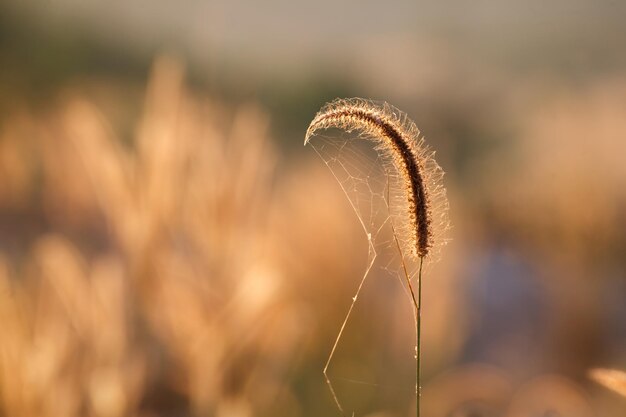 Foxtails hierba bajo el sol enfoque selectivo de primer plano