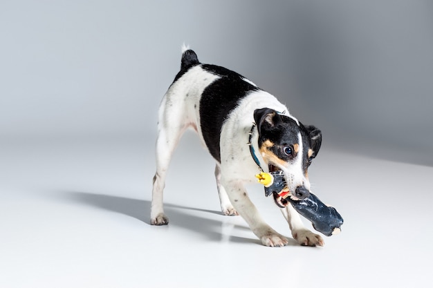 Foxterrier posiert im Studio auf grauem Hintergrund