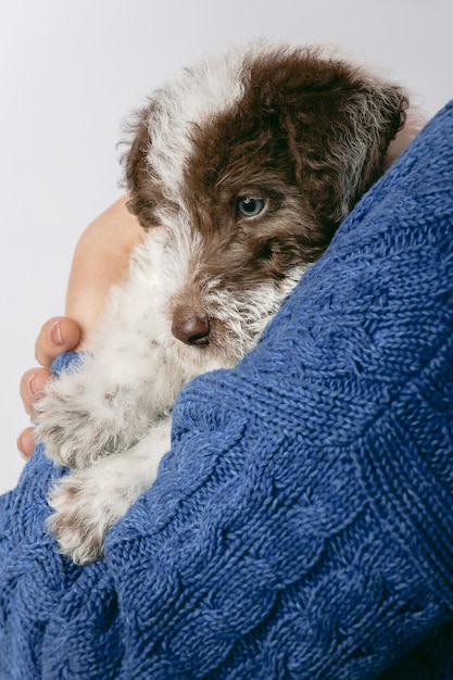 Foxterrier-Welpe, der von seinem Inhaber umarmt wird