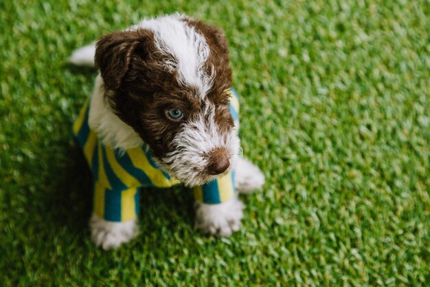 Foxterrier-Welpe in einem gestreiften Anzug