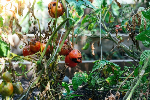 Fracaso de cosechas en agricultura, agrietamiento de tomates en el jardín y enfermedad de sequía de tomates