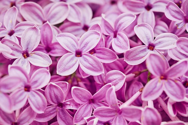 Foto fragantes flores lilas syringa vulgaris poca profundidad de campo.