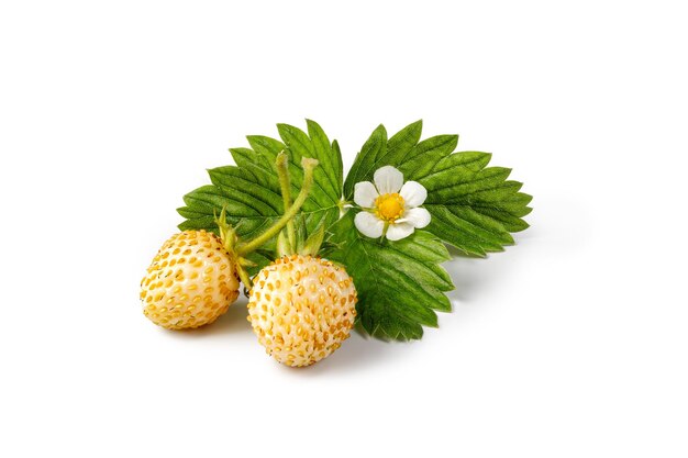 Fragaria vesca de fresa madura blanca salvaje aislada sobre fondo blanco con hojas verdes y flores