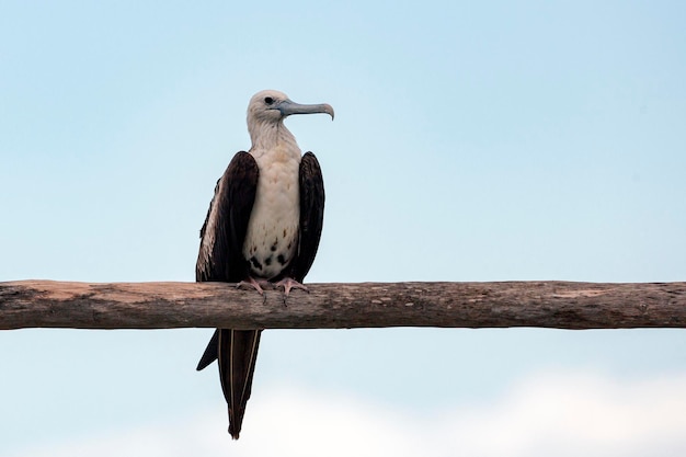 La fragata magnífica es un ave marina de la familia de las fragatas Fregatidae. ..