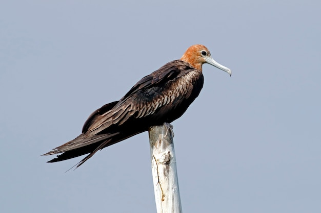 Fragata menor Fregata ariel Hermosas aves de Tailandia