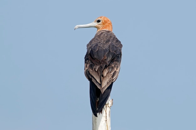 Fragata menor Fregata ariel Hermosas aves de Tailandia