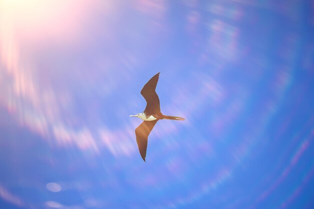 fragata en vuelo, ave marina vuela en el cielo azul, libertad