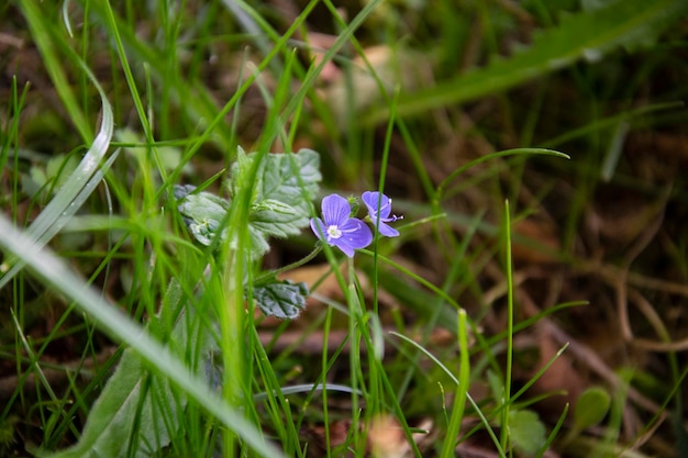 Frágil pequena flor roxa