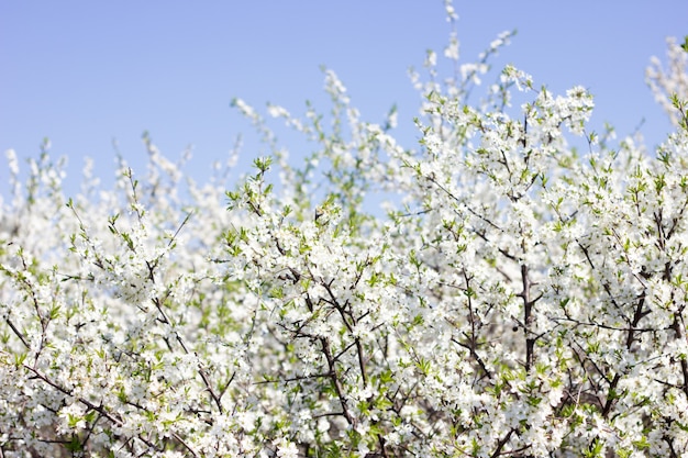 Frágiles ramitas de árbol floreciente. Las temporadas de primavera. Concepto de primavera