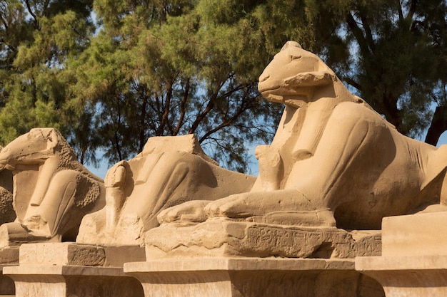 Fragment der Gasse der Sphinxen im Karnak-Tempel, Luxor, Ägypten.