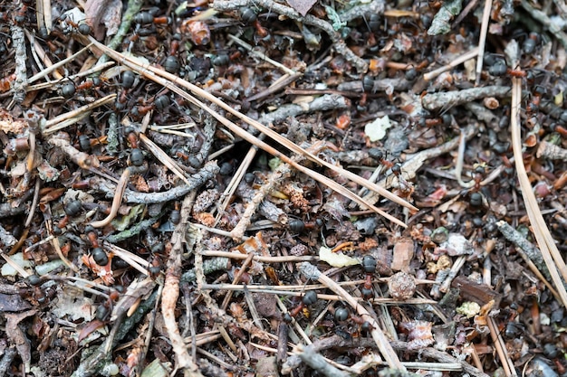 Foto fragment einer ameisenhaufen-nahaufnahme