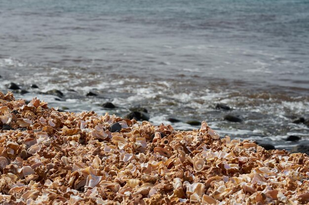 Fragmente zerbrochener Muscheln mit einem verschwommenen Ozean im Hintergrund