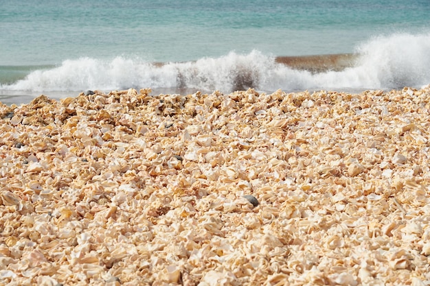Fragmente zerbrochener Muscheln mit einem verschwommenen Ozean mit Wellen im Hintergrund