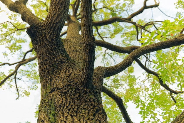 Fragmento de árbol de alcanfor de amplia difusión en un parque japonés en primavera