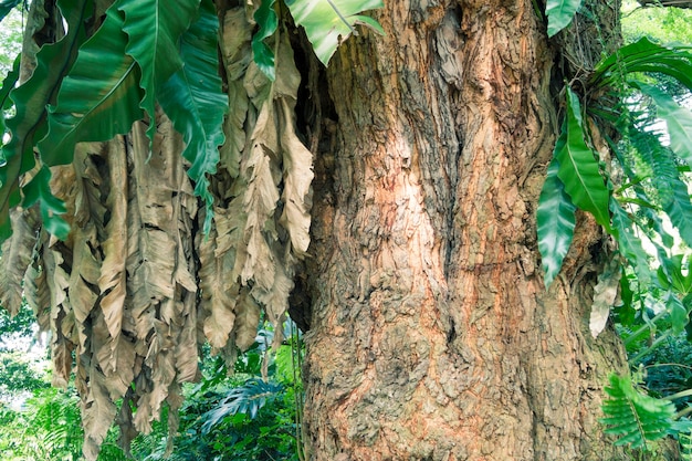 Fragmento de árbol gigante en verde parque tropical en Singapur.