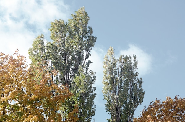 Fragmento de árboles cuyas hojas cambian de color en la temporada de otoño.