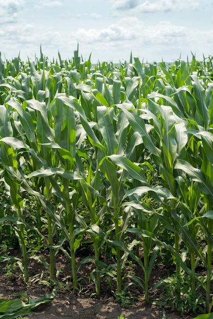 fragmento de campo de maíz largas hojas verdes y cielo nublado