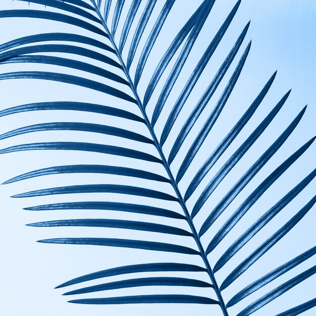 Fragmento de ramo de palmeira sobre fundo azul. fundo abstrato