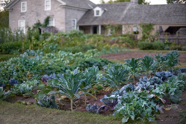 Fragmento de um jardim perto de uma casa no antigo canadá