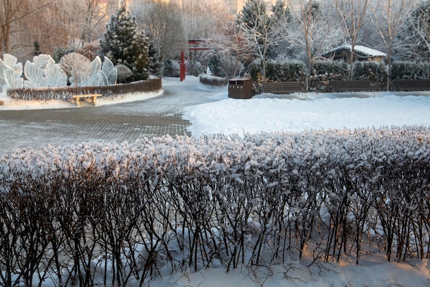 Fragmento de um parque paisagístico no inverno Alleys árvores aparadas arbustos figuras de gelo